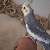 عروس هلندی نر رام و دستی و سخنگو و سالم