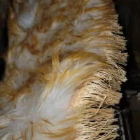 رو داشبردی تیوتا