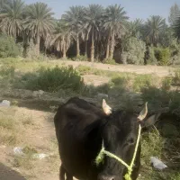 گاو|حیوانات مزرعه|قلعه گنج, |دیوار