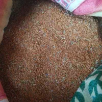 کاملینا درجه یک