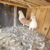 . پشتدار ‌. جفت سور