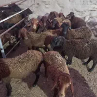 بره نر