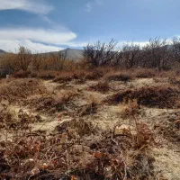 فروش باغ دیم انگور