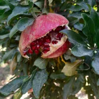 فروش انار ارسنجان|خوردنی و آشامیدنی|ارسنجان, |دیوار