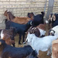 کهره چاق|حیوانات مزرعه|سیدان, |دیوار