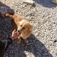 سگ پا کوتاه|سگ|کرمان, |دیوار