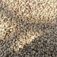 لوبیا کشت پاییز