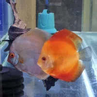 دیسکس|ماهی|باسمنج, |دیوار