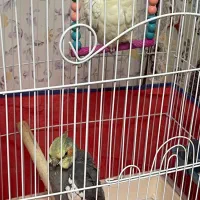 عروس هلندی گمشده مژدگانی داده میشود