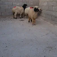 سلام ۴عدد بره ماده بزرگ قمیت جفت ۳۴۰