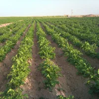 چاه آب 4اینچ دائم 22هکتارزمین بارانی واستخرماهی|اجارهٔ دفتر صنعتی، کشاورزی، تجاری|فرمهین, |دیوار