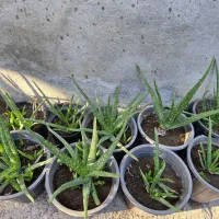 گل آلوئه ورا|گل و گیاه طبیعی|کلاچای, |دیوار