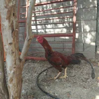 خروس نژاد دار