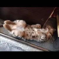 واگذاری ۲ عدد گربه dsh|گربه|تهران, جوادیه|دیوار