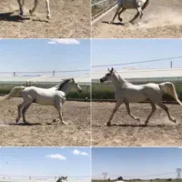 اسب نریون عرب|اسب و تجهیزات اسبسواری|دماوند, دماوند|دیوار