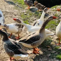 جوجه اردک و غاز بالغ|حیوانات مزرعه|رشت, تازه آباد|دیوار