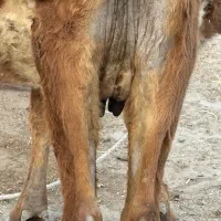 گاو|حیوانات مزرعه|بندرعباس, |دیوار