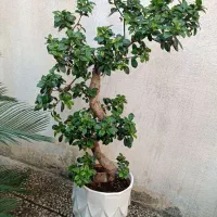 بنسای جنسینگ ژاپن اصل ارتفاع ۱ونیم متر