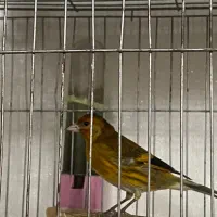 سهره قناری نر