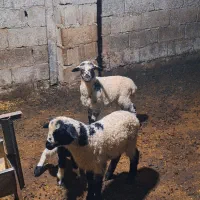 سه عددبره بفروش میرسد|حیوانات مزرعه|حویق, |دیوار