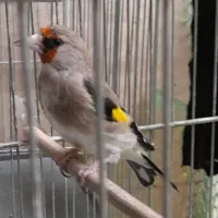 سهره جوجه قفس ماده