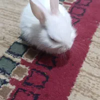 خرگوش سفید قیمت خودتون بدین