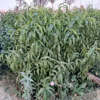 تولیدی و نهالستان محمد|خدمات باغبانی و درختکاری|اصفهان, محمودیه|دیوار