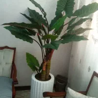 درختچه بابا ادم