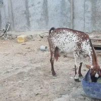 کهره ماده صلاله آبستن