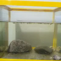 اکواریوم و ماهی گوپی . . پرنده