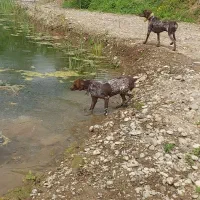 ۲ عدد توله پوینتر نر