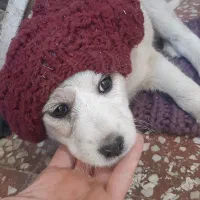 سگ زخمی که ماشین بهش زده سنندج