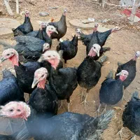 فروش بوقلمون خانگی