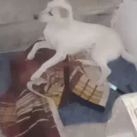 یک عددسگ|سگ|گرگان, |دیوار