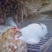 کبوتر جوجه|پرنده|برازجان, |دیوار