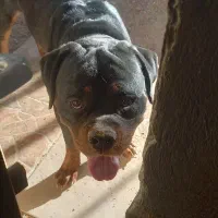 روتوایلر نر کشش|سگ|اصفهان, آبشار|دیوار