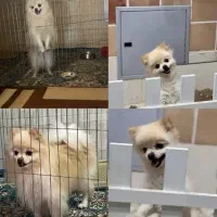 سگ پامر نر|سگ|یزد, |دیوار