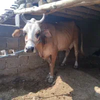 یک راس گاو و یک راس گوساله