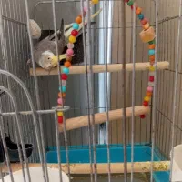 پرنده|پرنده|محمدشهر, شهرک پیام (مهرالبرز)|دیوار