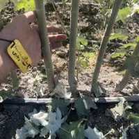 پخش نهال  صنوبر سیاه