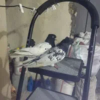 کبوتر کله سیاه