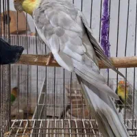 عروس هلندی|پرنده|رشت, تازه آباد|دیوار