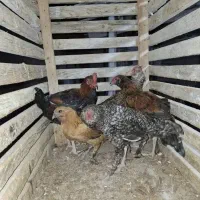 فروش مرغ شهری|حیوانات مزرعه|قشم, |دیوار