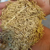 فروش تخم جو هاشمی