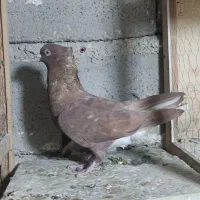 نروماده سرخ دمسفیدزرددمسفیدخال سیاه دار|پرنده|پاپی, |دیوار