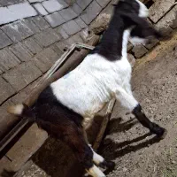 عربی گلابی اصل|حیوانات مزرعه|بیستون, |دیوار