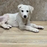 واگذاری  رایگان|سگ|مشکین‌دشت, |دیوار