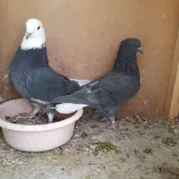 کفتر درجه یک**،هم خال وهم پرشی