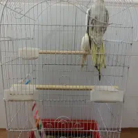 عروس هلندی|پرنده|برازجان, |دیوار