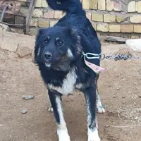 سگ قهدریجان|سگ|اسفرورین, |دیوار